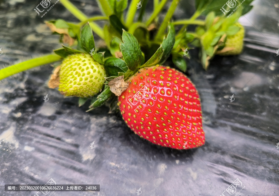 摘草莓