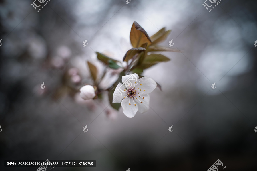 春季里的花朵