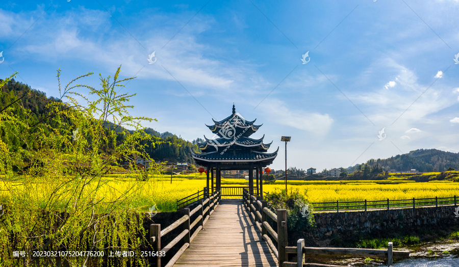 乡村春天油菜花盛开美丽景象