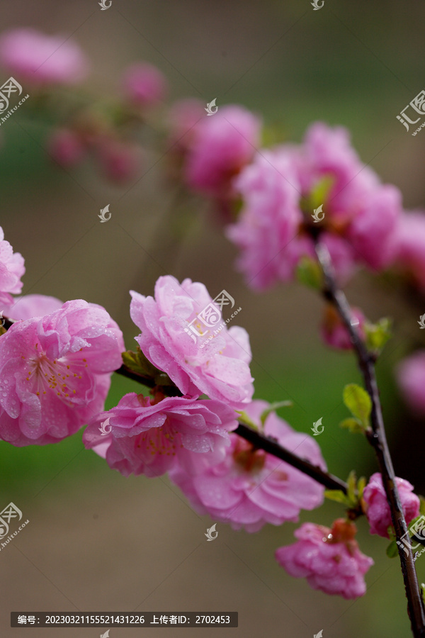 盛开的重瓣榆叶梅