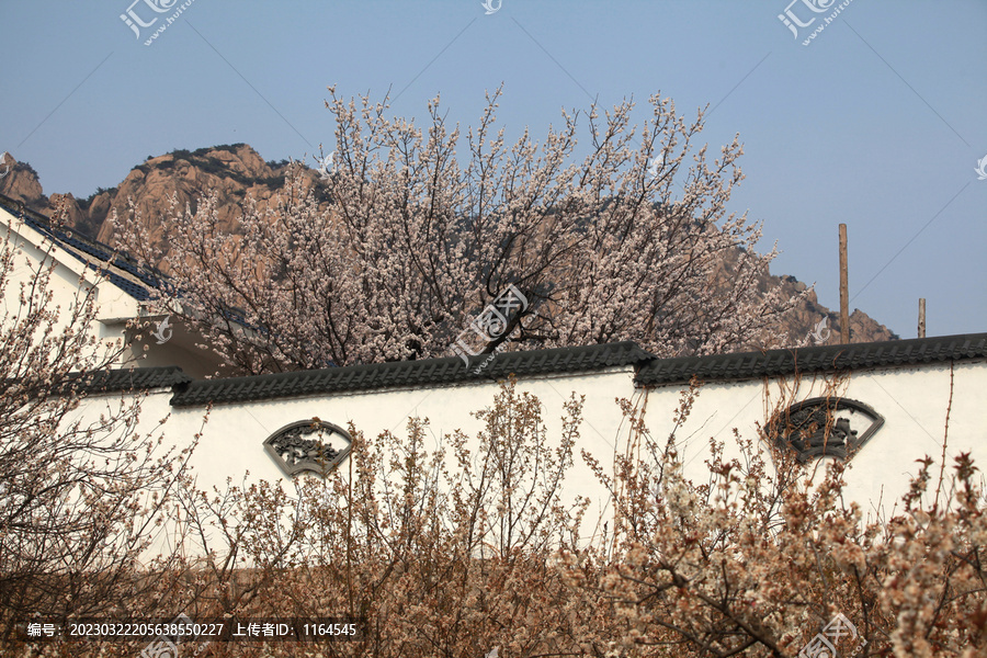 樱花村