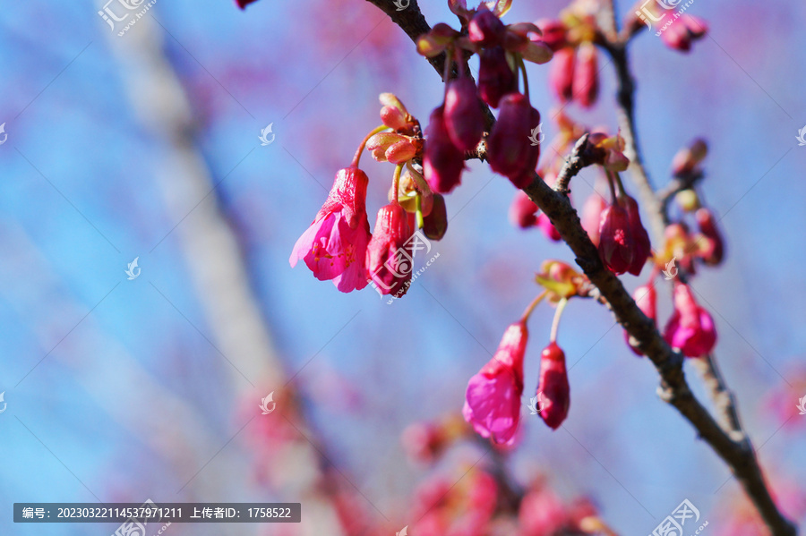 樱花花蕊