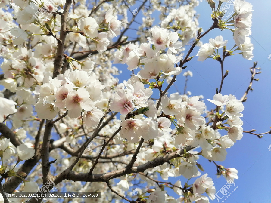 山樱花