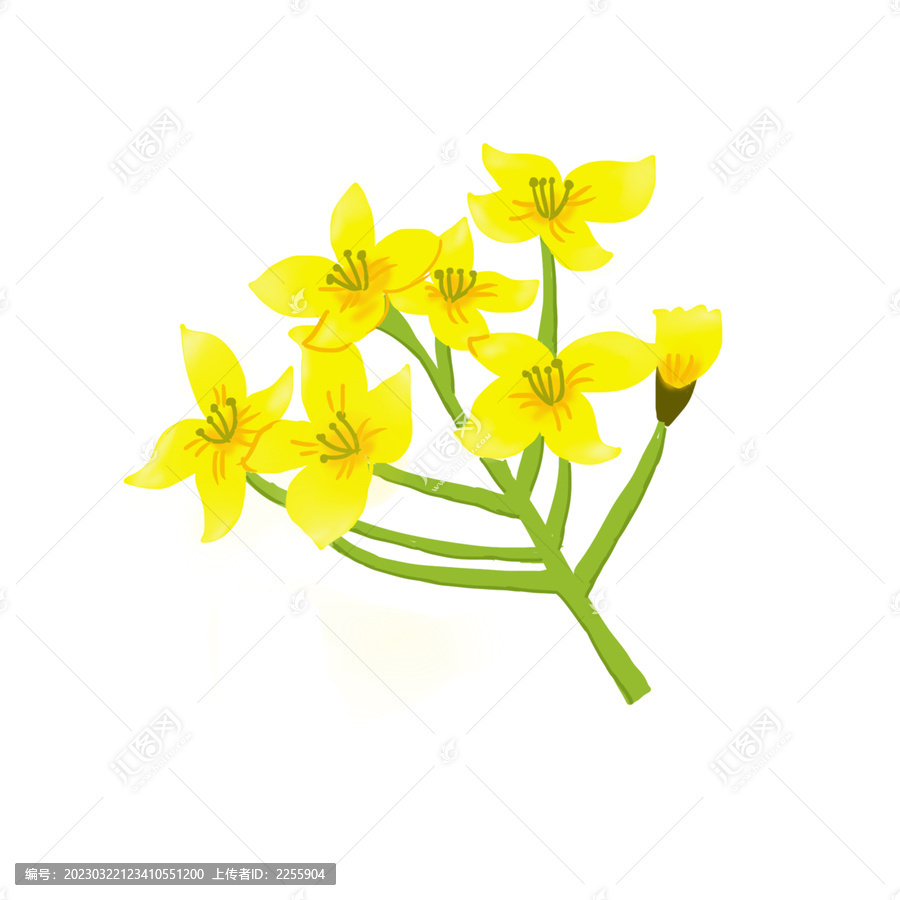 手繪卡通油菜花免摳元素