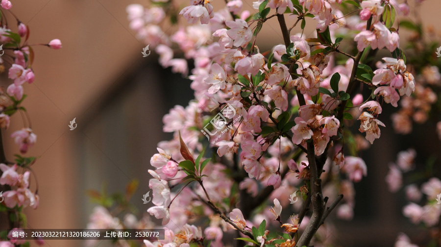 春芳海棠树