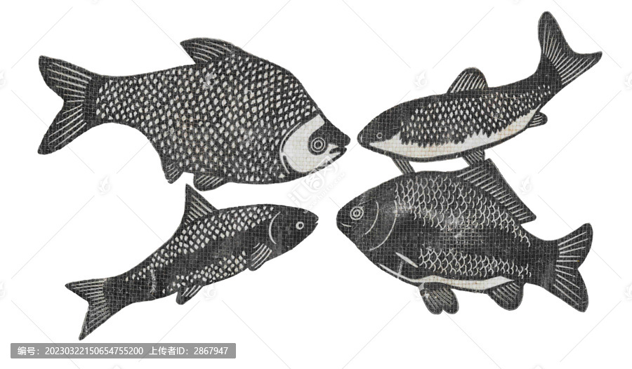 淡水魚素材