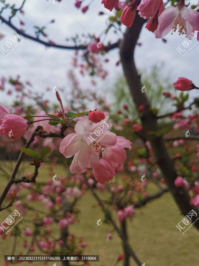 垂丝海棠