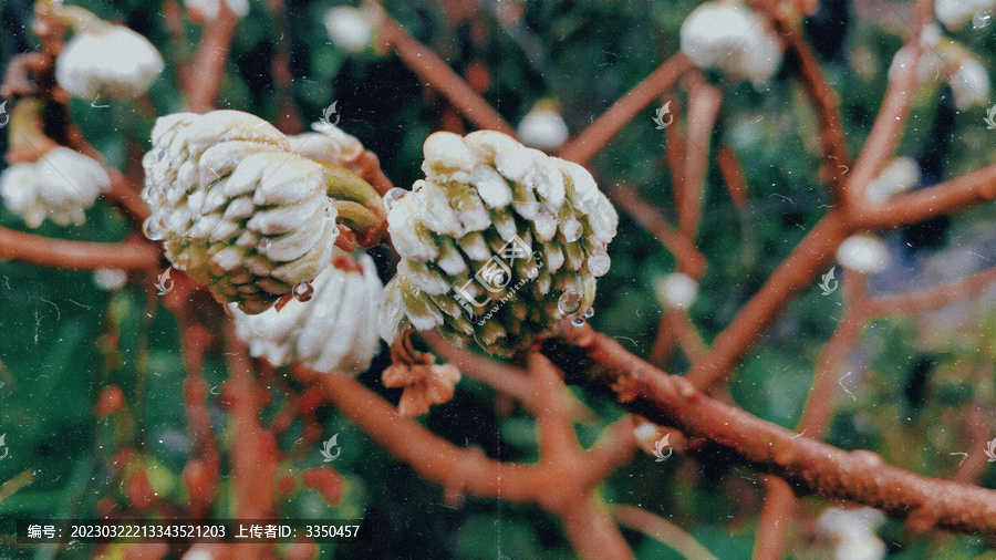 清晨的梦花