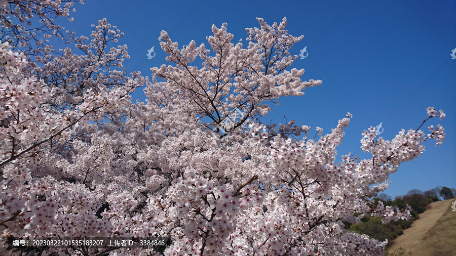 日本樱花