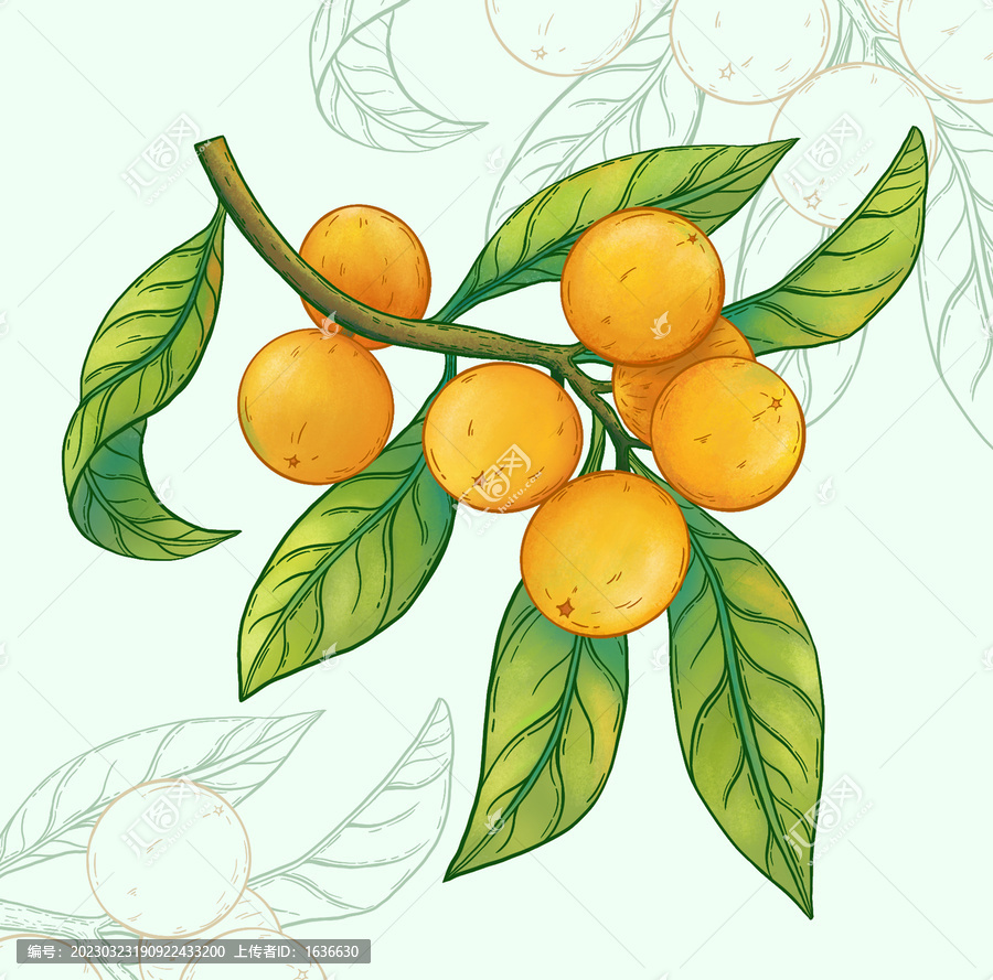 枇杷插畫(huà)