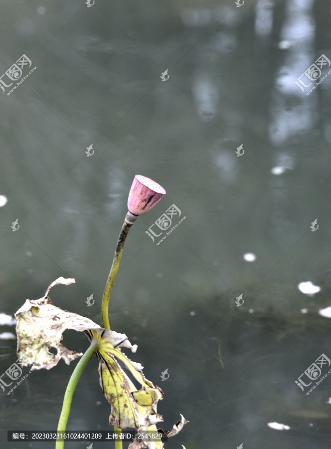 深秋池塘里的残荷