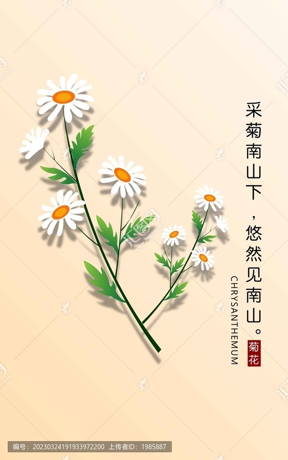 小清新菊花