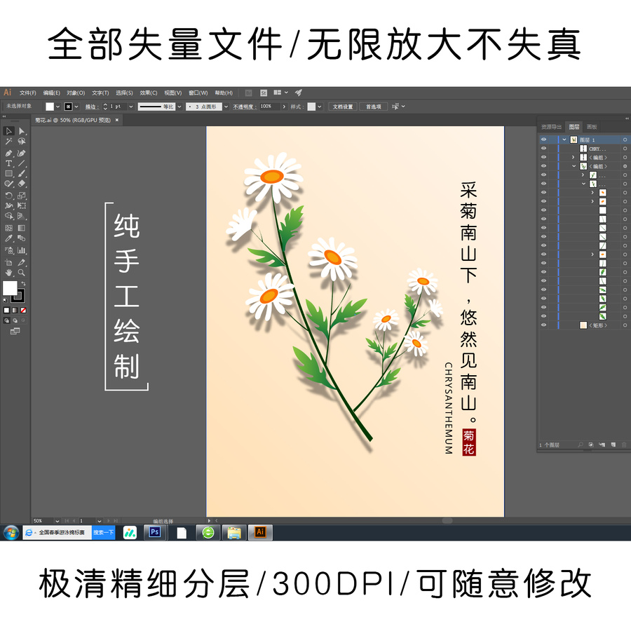小清新菊花