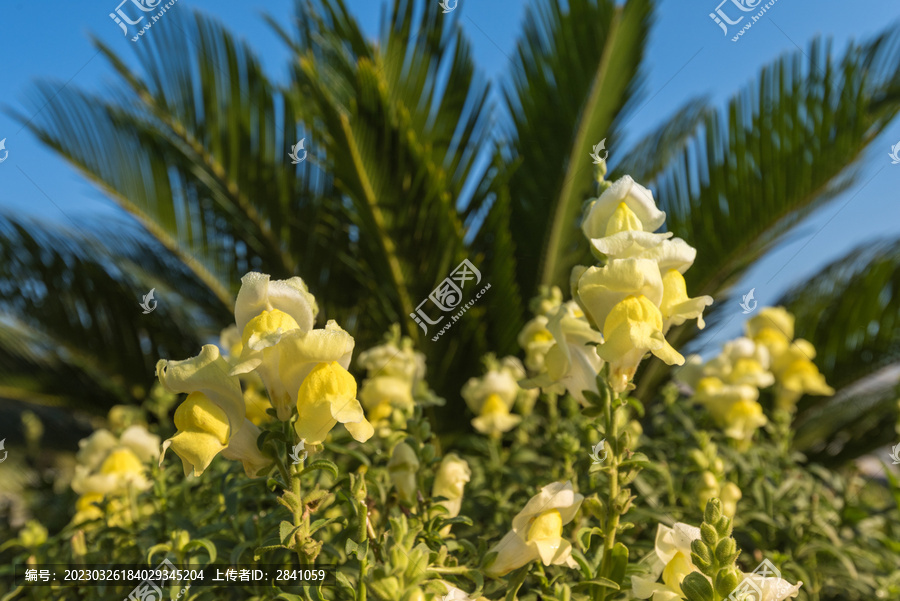 秋季户外早晨金鱼草花特写