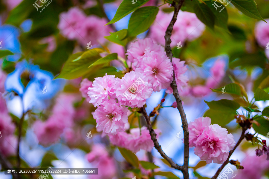 樱花