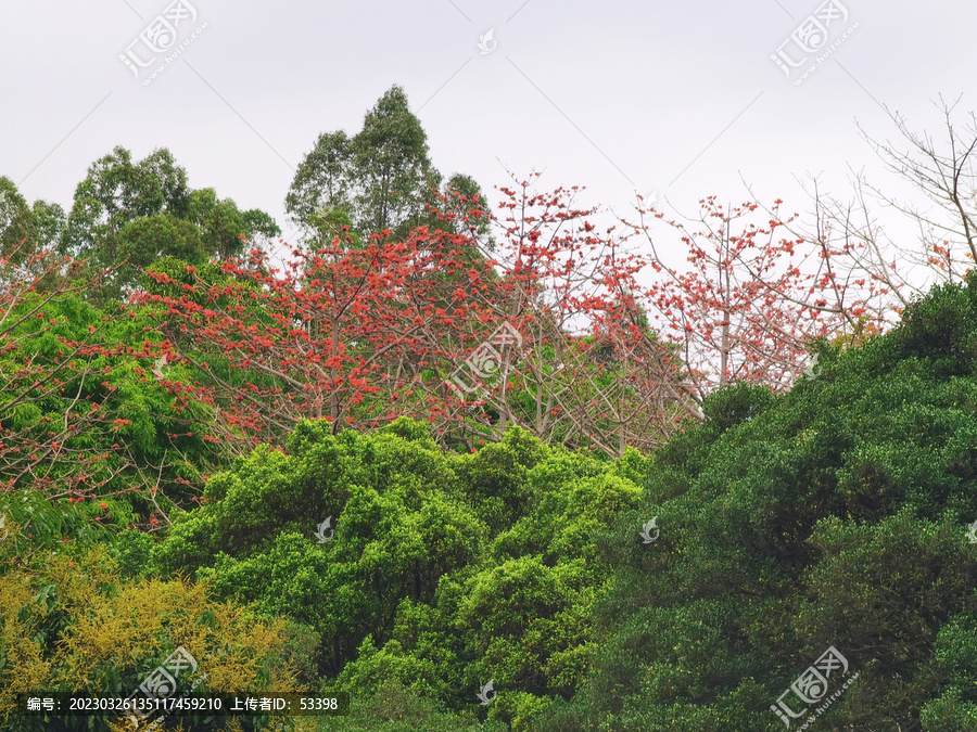 英雄花木棉