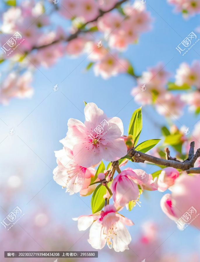 桃花素材春天高清特写