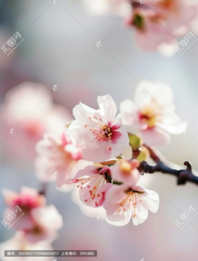 桃花素材春天高清特写