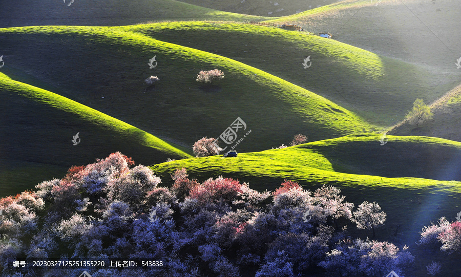 新疆伊犁草原春色风景