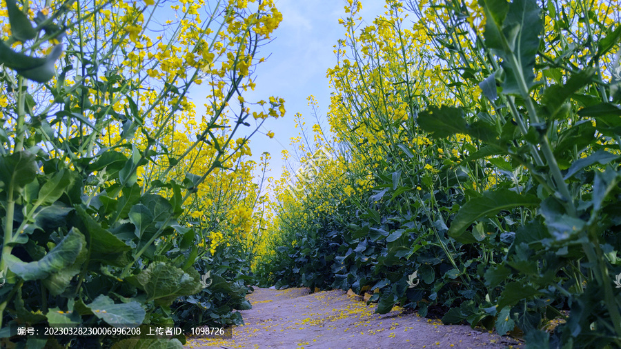 油菜田