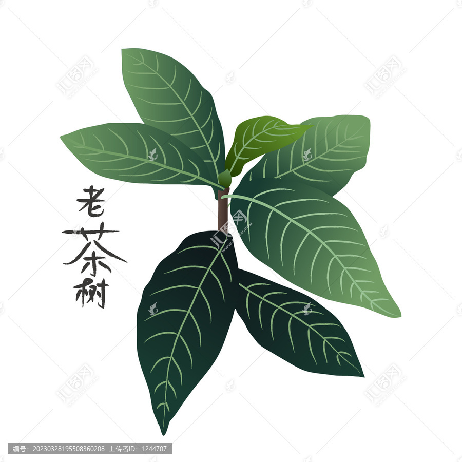 老茶樹