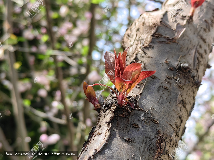 垂丝海棠树木发芽