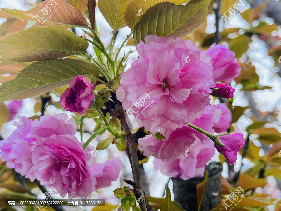 东京樱花