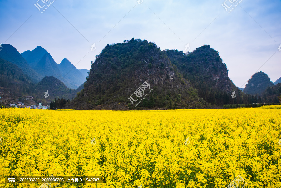 油菜花田园风景