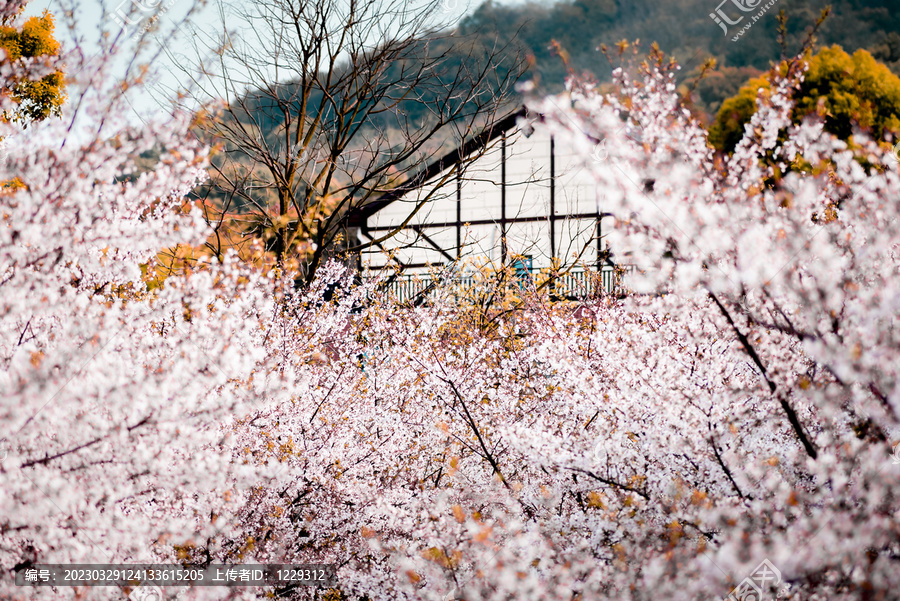 岳阳花语世界樱花园