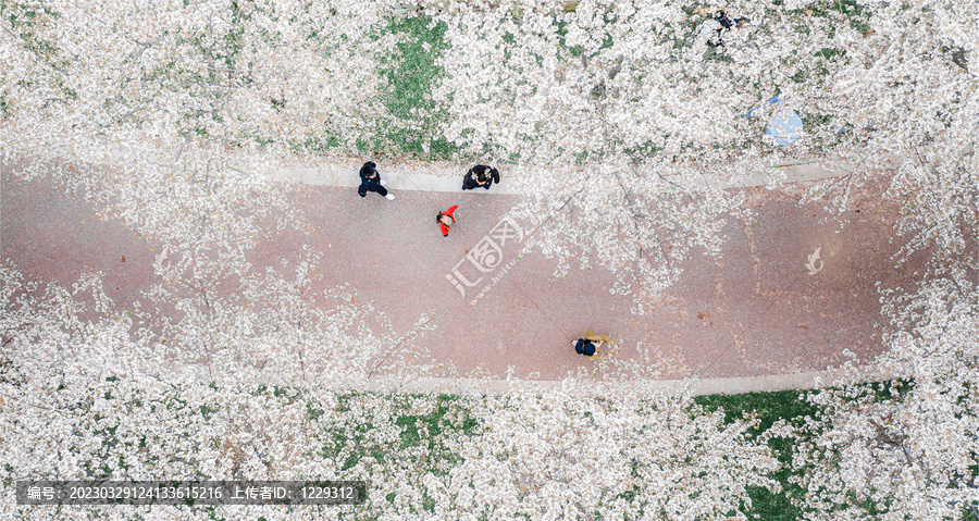 岳阳花语世界樱花园