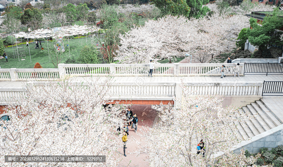 岳阳花语世界樱花园