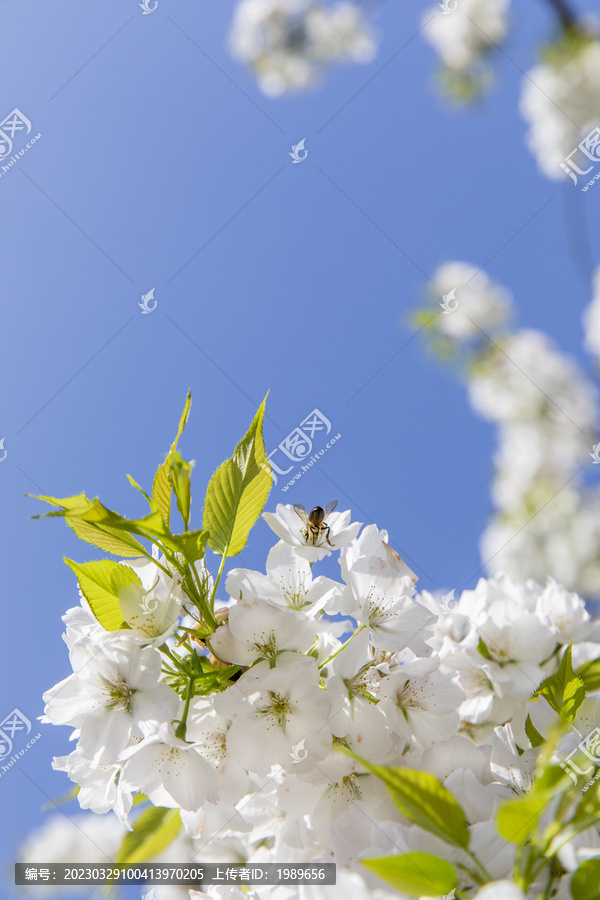 仰拍蓝天白云鲜花