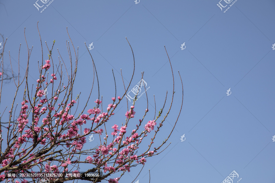 仰拍蓝天白云桃花