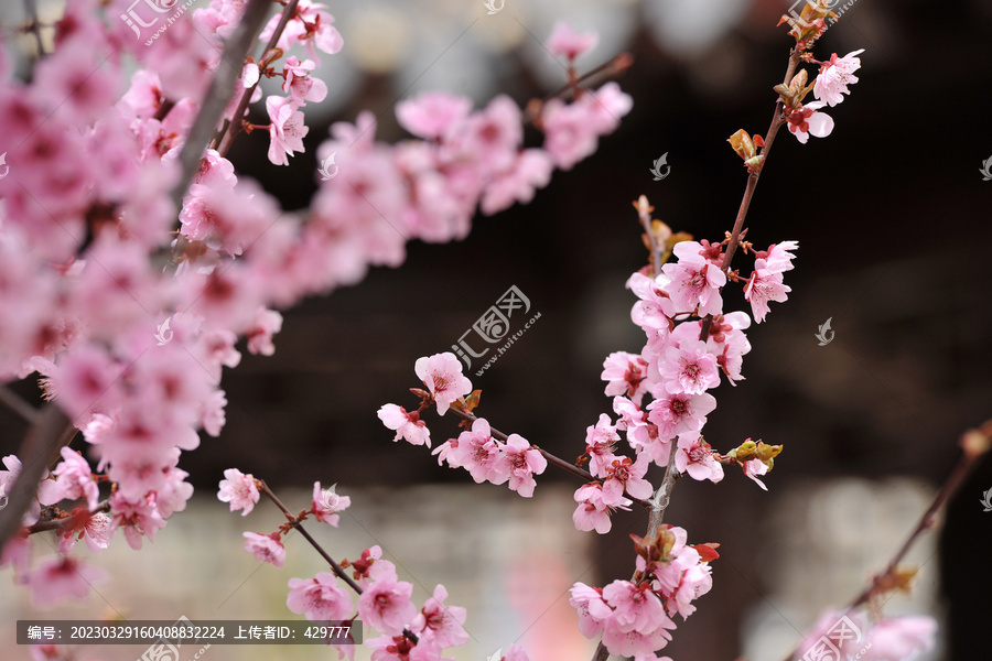 红缨花