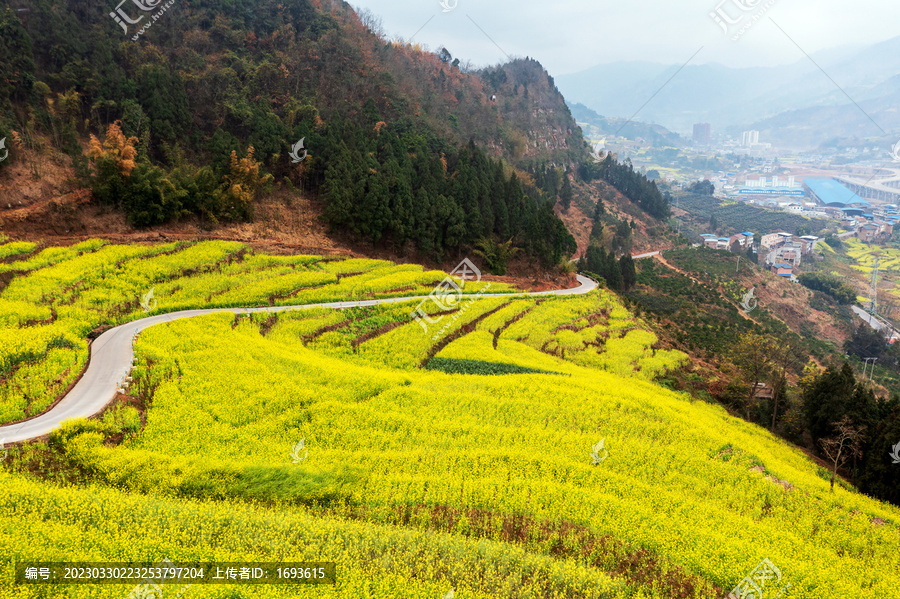 宜宾屏山中都油菜花