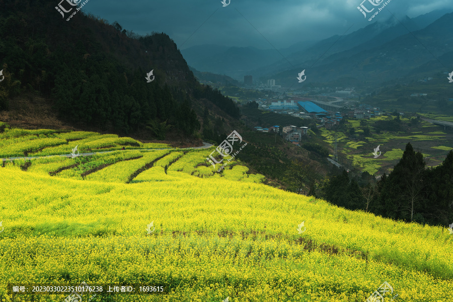 宜宾屏山中都油菜花