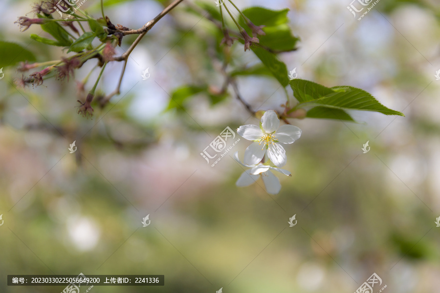 花草