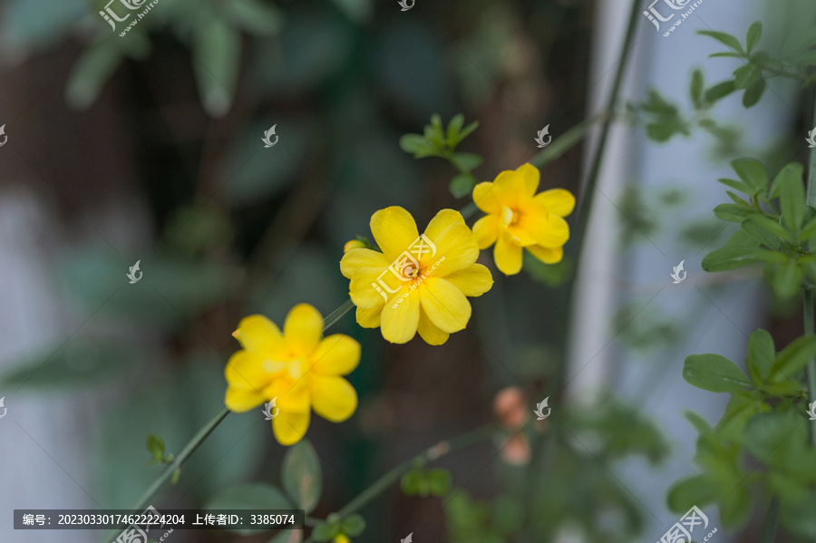 春天里的迎春花