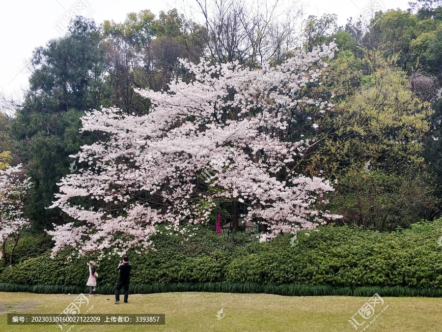 樱花树