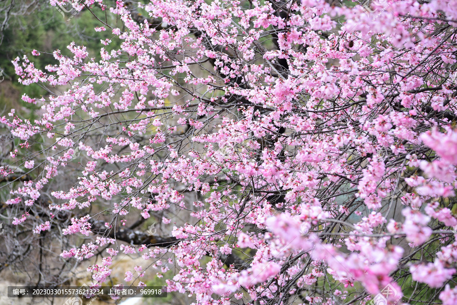 山桃花