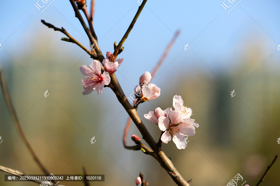 山桃花