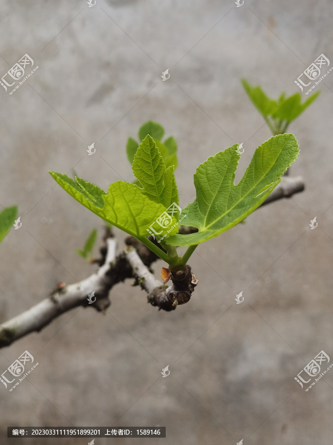 无花果嫩枝