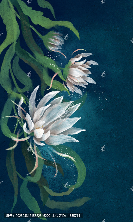 曇花