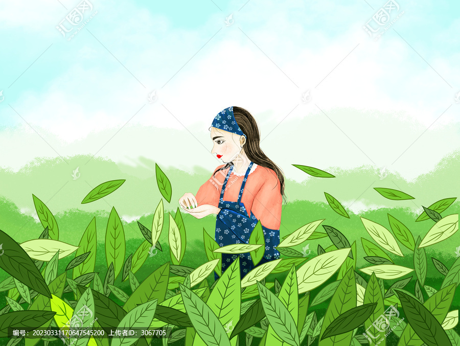 采茶女
