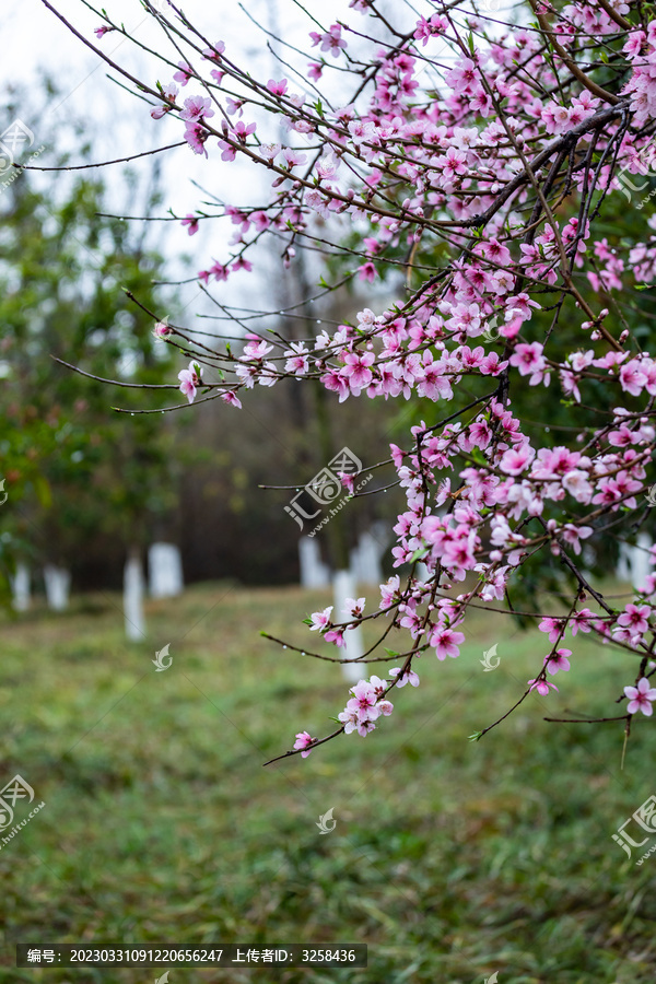 春天的花卉桃花