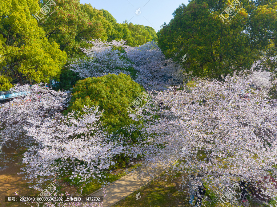 武汉东湖磨山樱花园春季风光