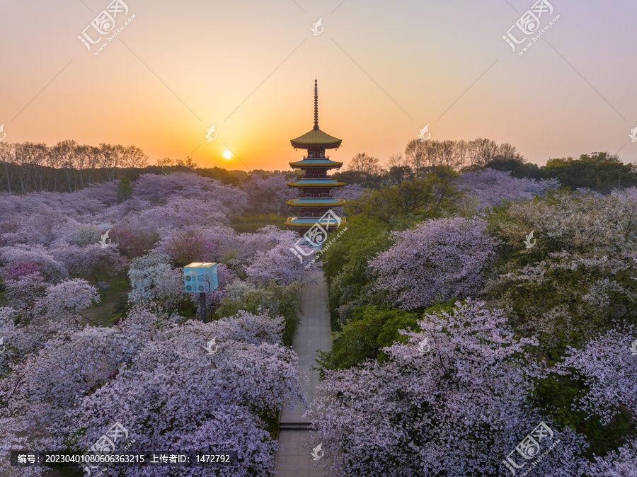 武汉东湖磨山樱花园春季风光