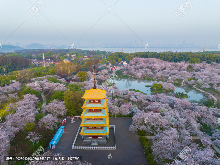 武汉东湖磨山樱花园春季风光