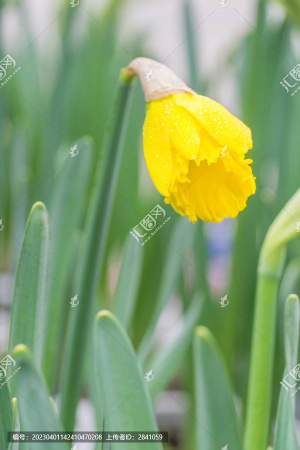 公园里的水仙花特写