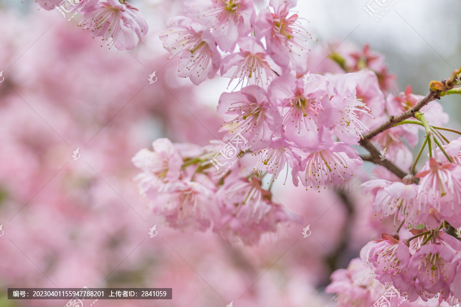 春天公园里的梅花特写